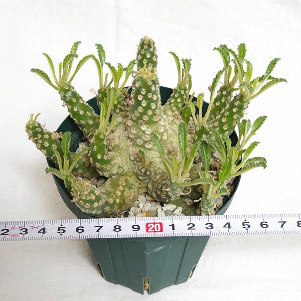 ドルステニア ラブラニー 4号 プラ鉢 塊根植物 種類 土 種 鉢 塊根