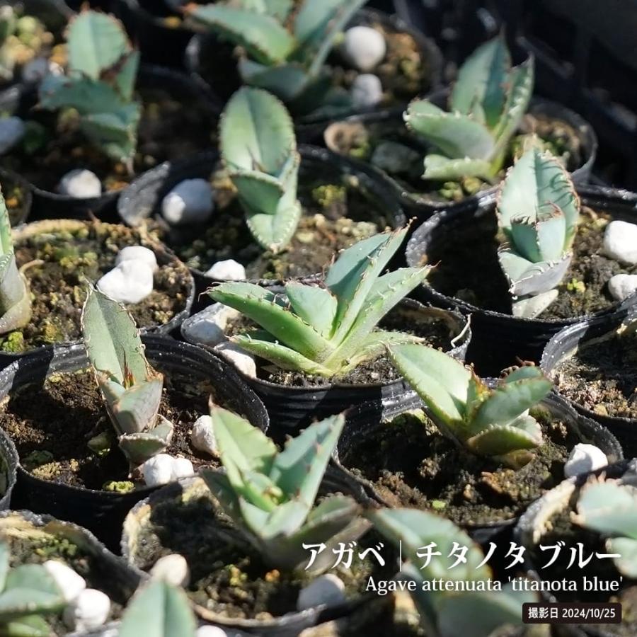 アガベ チタノタ ブルー 小苗 : 苗木部 花ひろばオンライン - 通販