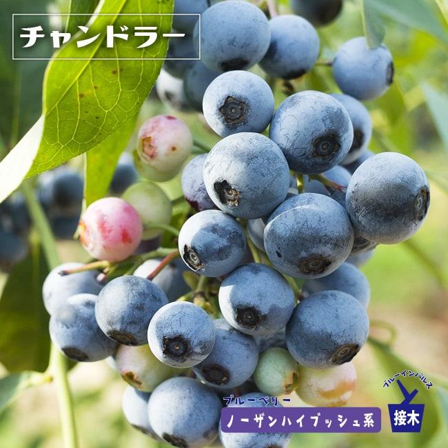 チャンドラー ノーザンハイブッシュ系 2年生接木苗 ブルーベリー苗木