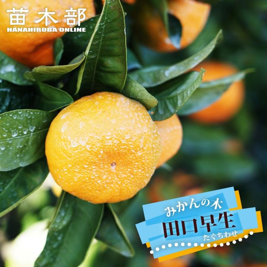 みかん 苗木 田口早生温州みかん 3年生接木大 産地で剪定済 1.0m苗