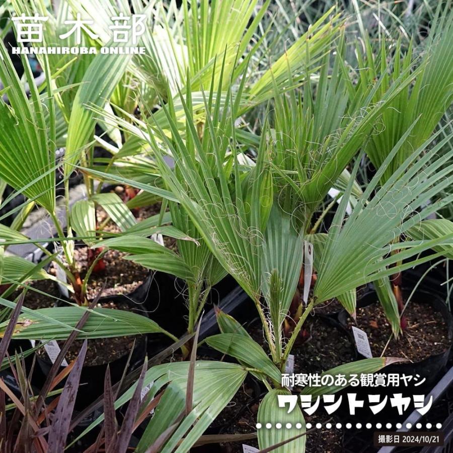 ヤシの木 ワシントンヤシ（ワシントニア） ポット苗 : 苗木部 花ひろば