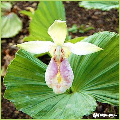 山野草・高山植物の苗 日本熊谷草（クマガイソウ） : 植物・園芸専門店