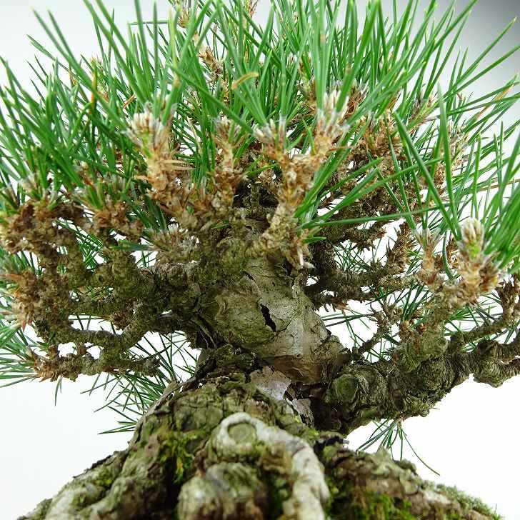 盆栽 松 黒松 樹高 約20cm くろまつ 高級盆栽 Pinus thunbergii