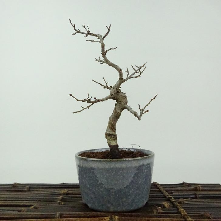 盆栽 岩四手 樹高 約15cm いわしで Carpinus turczaninovii イワシデ