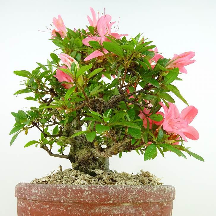 盆栽 皐月 新日光 樹高 約22cm さつき Rhododendron indicum サツキ
