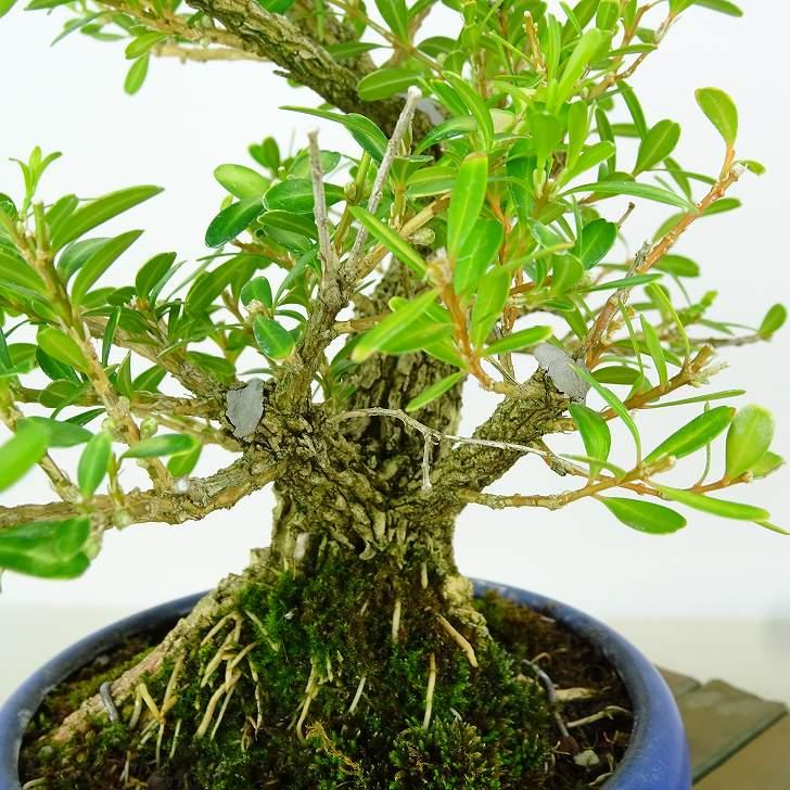 盆栽 台湾黄楊 樹高 約16cm たいわんつげ タイワンツゲ 柘植 ツゲ科