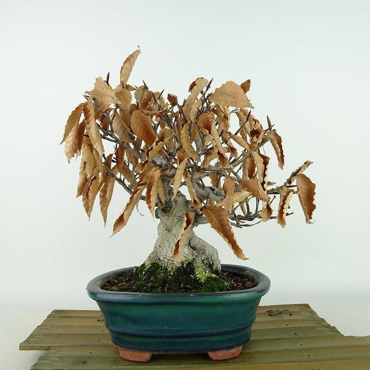 盆栽 山毛欅 ぶな 樹高 約21cm Fagus crenata ブナ ブナ科 落葉樹 観賞