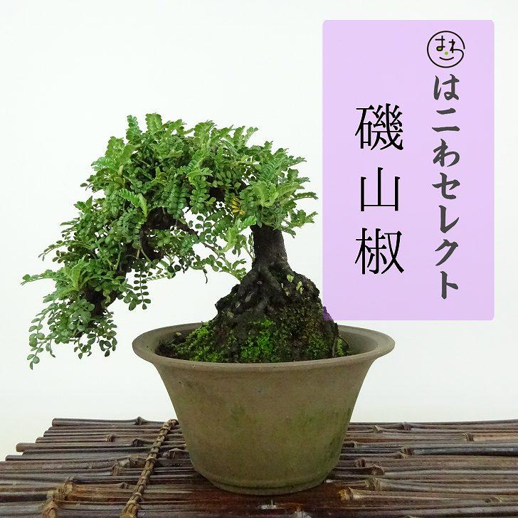 盆栽 磯山椒 樹高 約13〜14cm いそざんしょう イソザンショウ バラ科