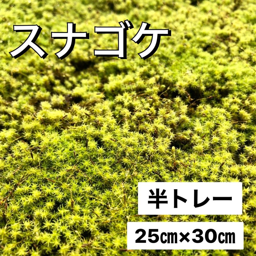スナゴケ 砂苔 こけ すなごけ 半トレー25×30cm 苔盆栽 苔