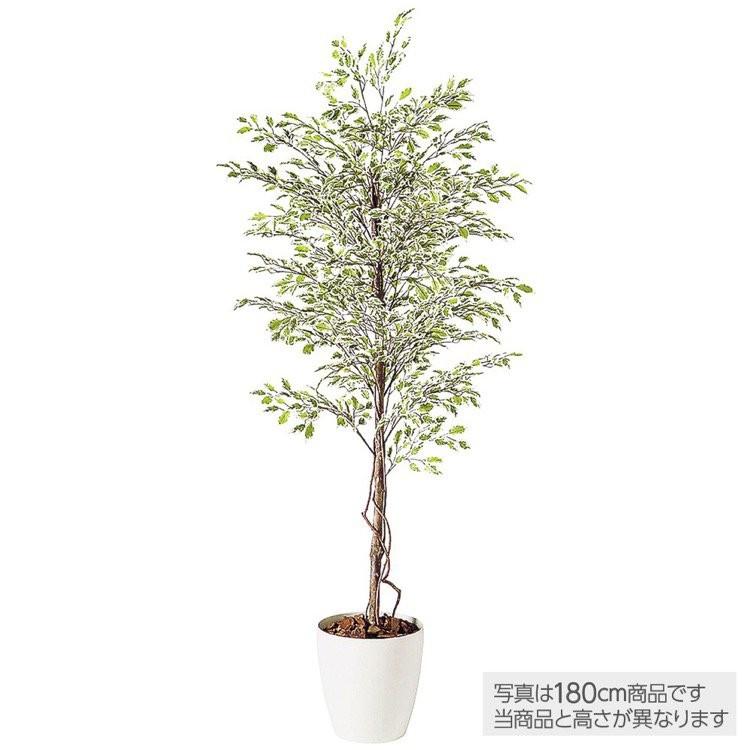 神戸花物語 メーカー直送｜人工観葉植物 大型 ベンジャミナスター