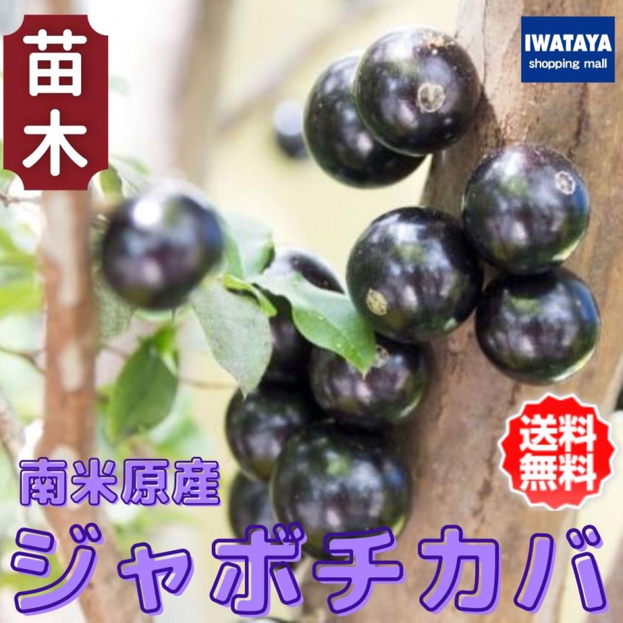 ジャボチカバ 大葉系(サバラ) 苗木 4年もの 四季成り 果樹 栽培 苗