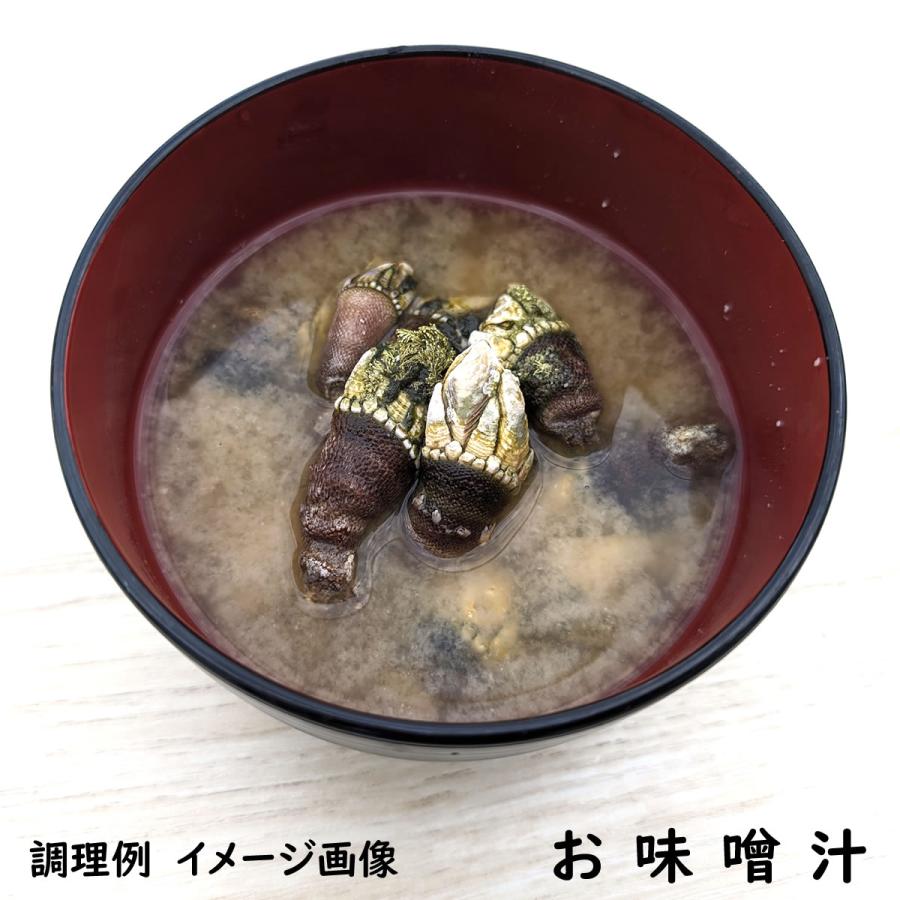 亀の手（カメノテ）（冷凍） 中大混合 約500g入 （兵庫県浜坂産