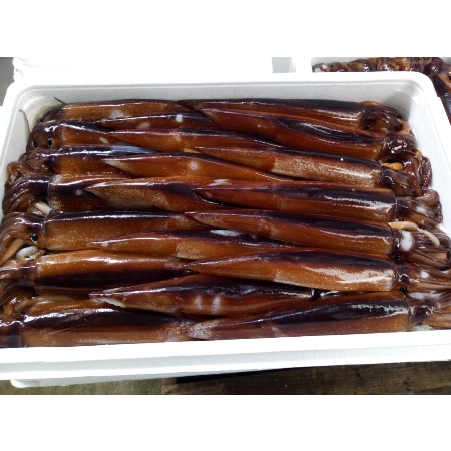 送料無料 鮮度超抜群 スルメイカ 冷凍 20尾入り(約4.5kg〜約5.5kg