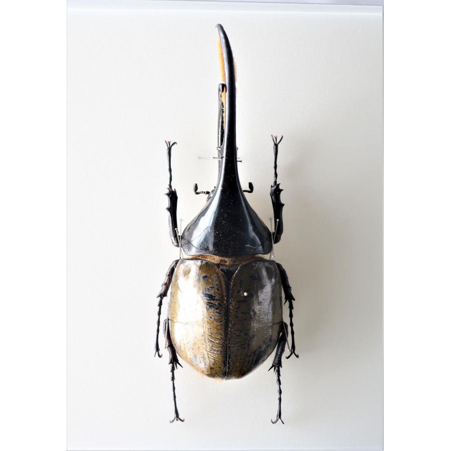 昆虫の標本 ヘラクレスオオカブト D.hercres アクリルフレーム