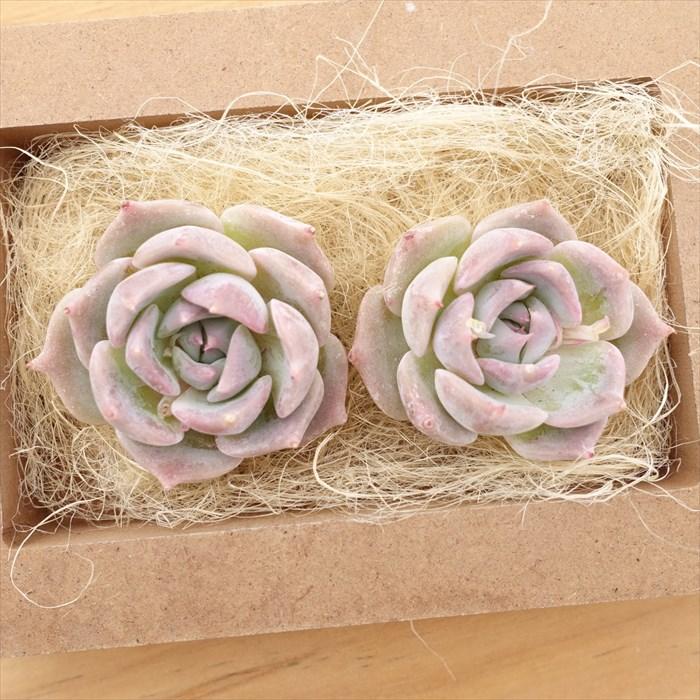 多肉植物 エケベリア ラブリーハート 韓国苗 抜き苗 カット苗 約5cm