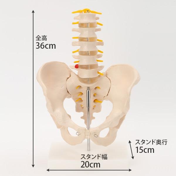 人体模型 骨格模型 7ウェルネ 骨盤 腰椎 模型 実物大 間接模型 骨格
