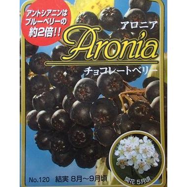 6寸鉢植え アロニア チョコレートベリー（チョコベリー）：果樹苗