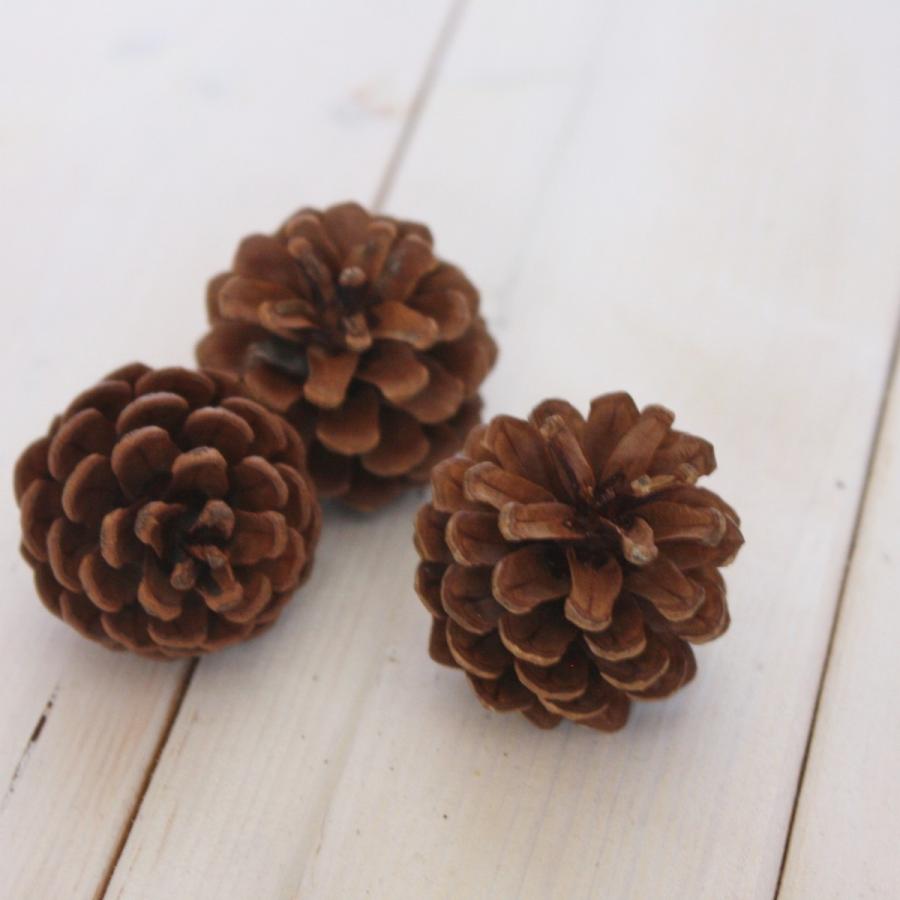 松ぼっくり/松かさ Sサイズ:約3〜5cm 50個 1セット 自然色（純国産