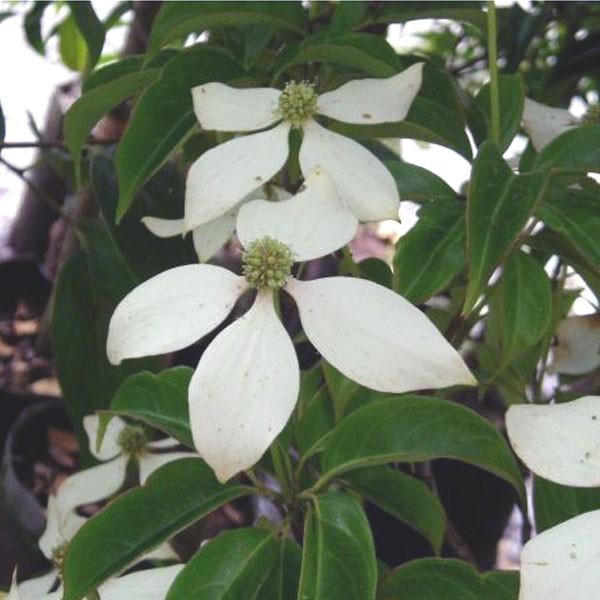 常緑ヤマボウシ ホンコンエンシス 月光 株立ち 樹高1.8〜2.0m前後(根鉢