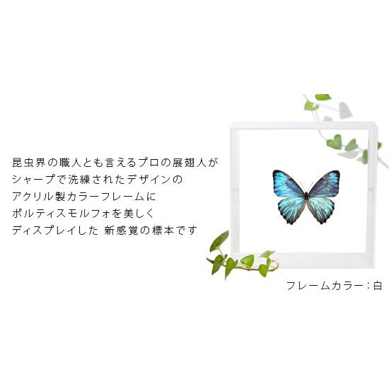 昆虫標本 蝶の標本 ポルティスモルフォ アクリルフレーム 白