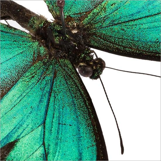 昆虫標本 蝶の標本 ヘリボシアオネアゲハ メタリック調ライトフレーム