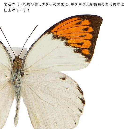 昆虫標本 蝶の標本 ツマベニチョウ メタリック調ライトフレーム