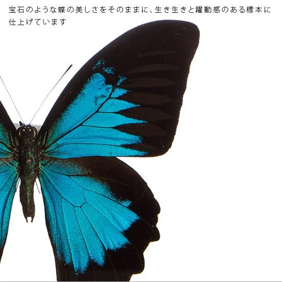 昆虫標本 蝶の標本 オオルリアゲハ メタリック調ライトフレーム