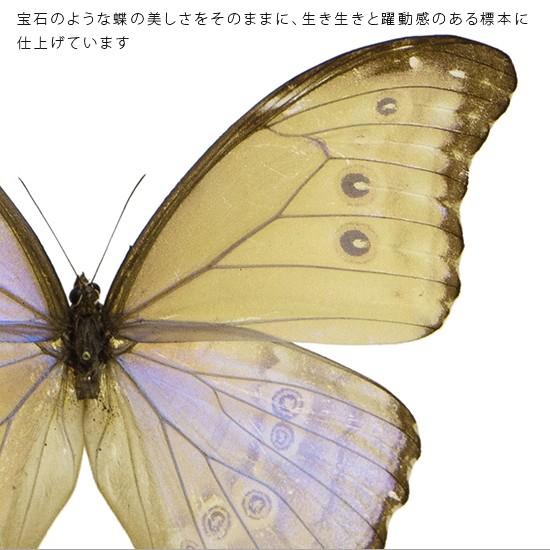 昆虫標本 蝶の標本 ゴダルティモルフォ ボリビア産 メタリック調ライト