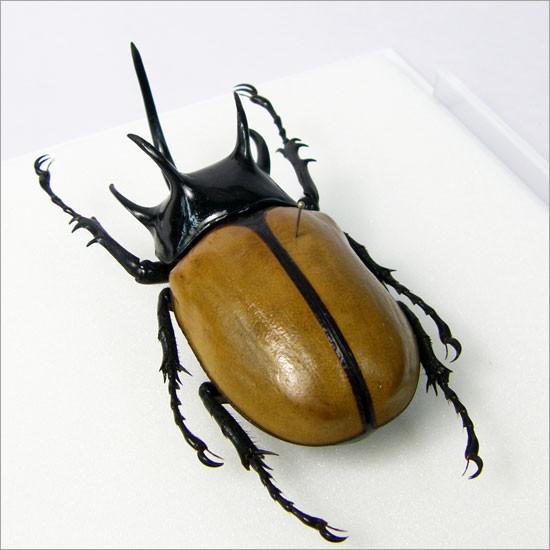 昆虫標本 ゴホンツノカブト メタリック調ライトフレーム : ソプラノ