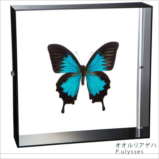 昆虫標本 蝶の標本 オオルリアゲハ アクリルフレーム 黒 : ソプラノ