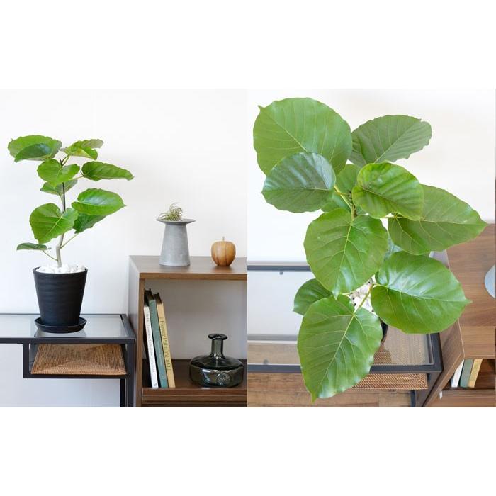 観葉植物 本物 フィカス ウンベラータ セラアート鉢 6号鉢 大型 室内用