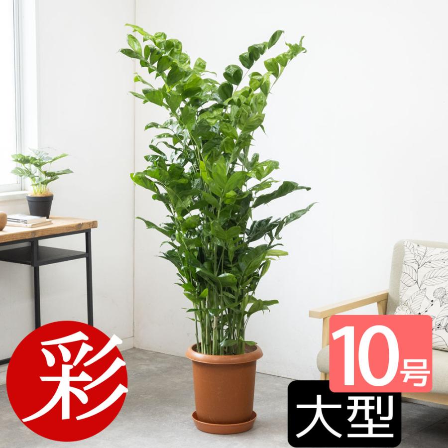 観葉植物 本物 高性チャメドレア 10号鉢 大型 室内用 インテリア