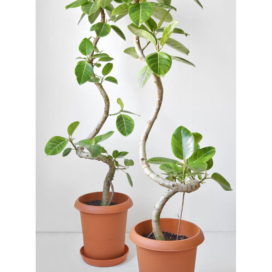 観葉植物 本物 フィカス・アルテシーマ・バリエガタ 曲がり樹形 10号鉢