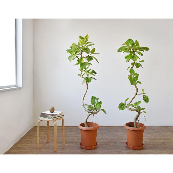 観葉植物 本物 フィカス・アルテシーマ・バリエガタ 曲がり樹形 10号鉢