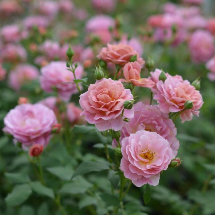 送料無料 グロッグ 新苗4号鉢 鉢植え バラ 薔薇 河本バラ園 メルスリー