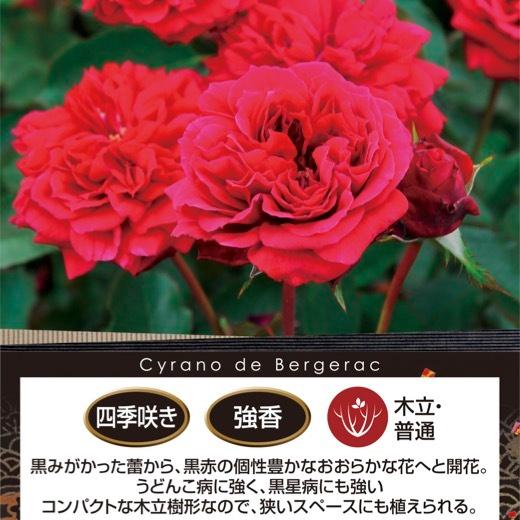 送料無料 シラノ ド ベルジュラック 6号鉢 秋開花株 鉢植え バラ 薔薇