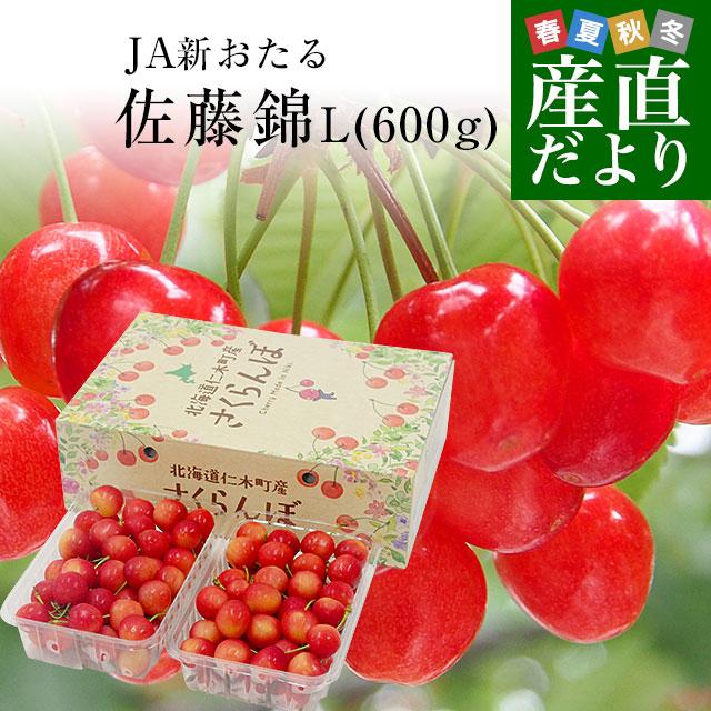 北海道から産地直送 JA新おたる 仁木町のさくらんぼ（佐藤錦） 秀品 L