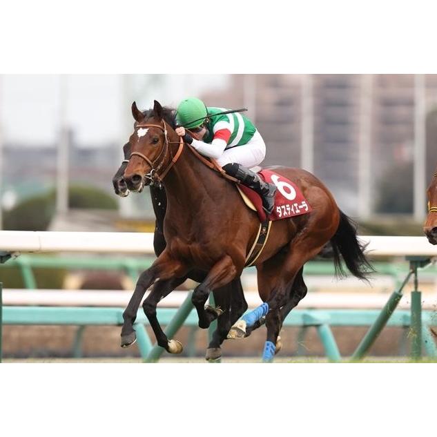 タスティエーラ ぬいぐるみ Sサイズ アイドルホース 競馬グッズ 第90回