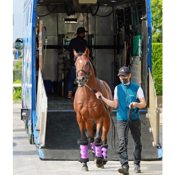 ドウデュース ジャパンカップVer！ ぬいぐるみ 超BIGサイズ！ 競馬