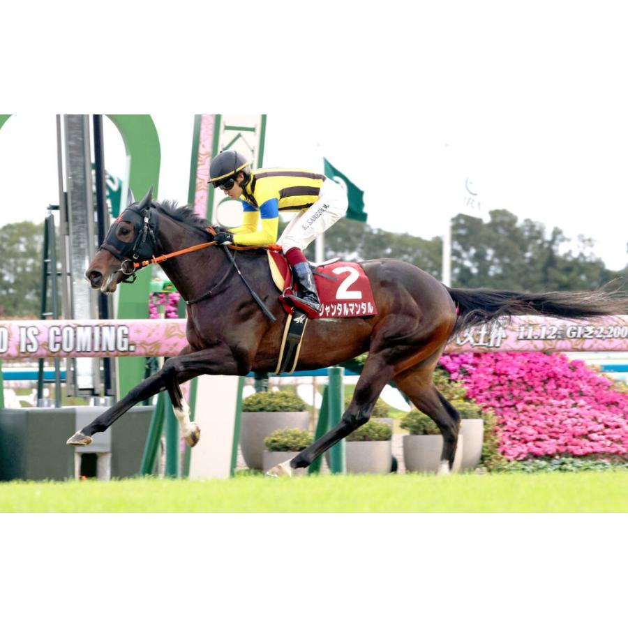 ジャンタルマンタル ぬいぐるみ Mサイズ アイドルホース 競馬グッズ 第