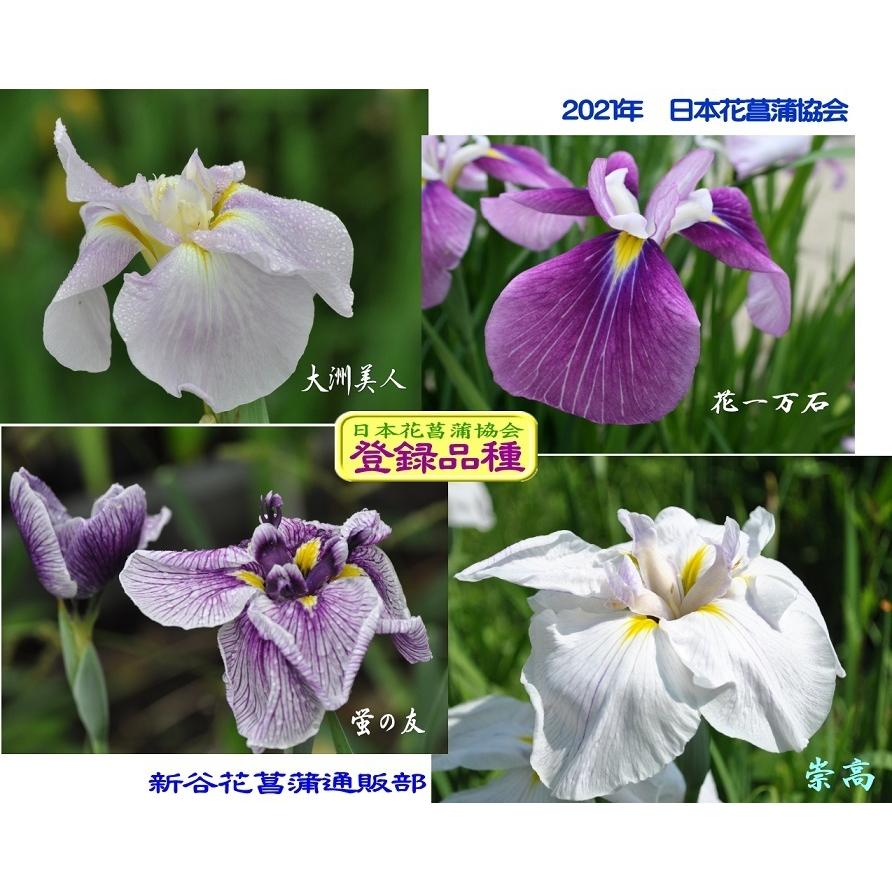 花菖蒲苗 (6種6ポット)厳選おまかせセット : Shop アンドロメダ - 通販