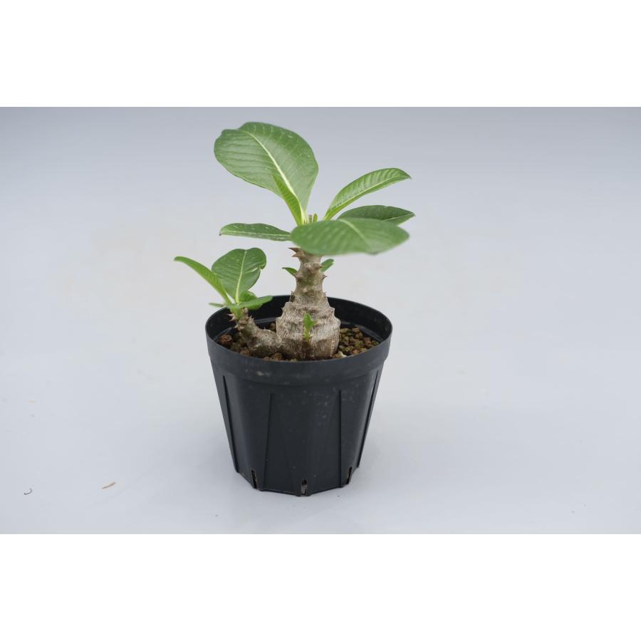 パキポディウム ウィンゾリー 実生株 040 Pachypodium windsorii 観葉