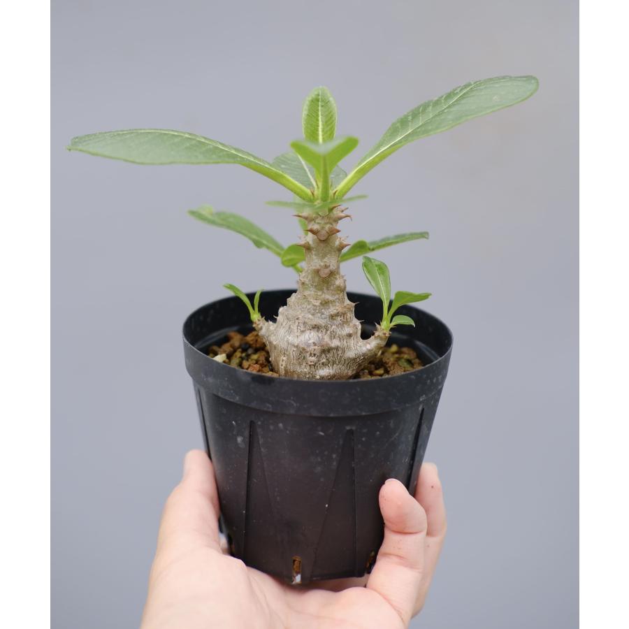 パキポディウム ウィンゾリー 実生株 040 Pachypodium windsorii 観葉