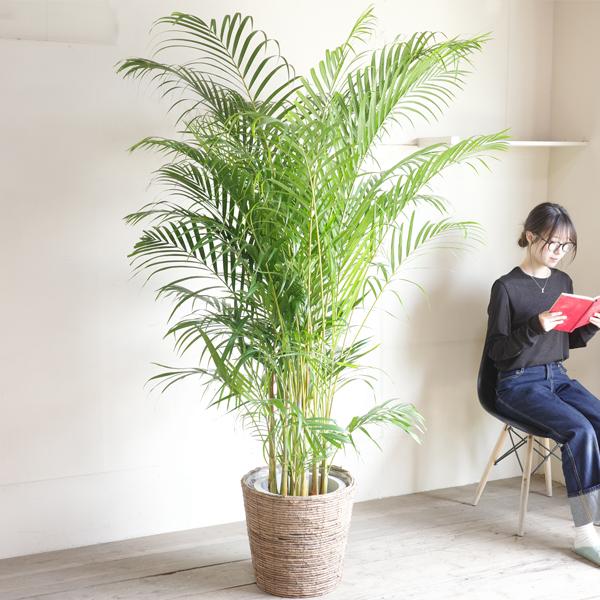 アレカヤシ 観葉植物 10号 大型 ヤシの木 バナナリーフ 鉢カバー付き