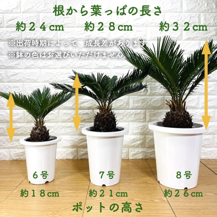 観葉植物 ソテツ 蘇鉄 6号鉢苗 大型種類 室内 庭木 記念樹 地植え