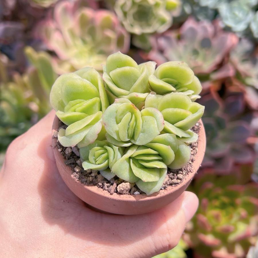 多肉植物 アイスラブリーローズ錦 4〜6苗 新入荷 るる農園 : るる農園