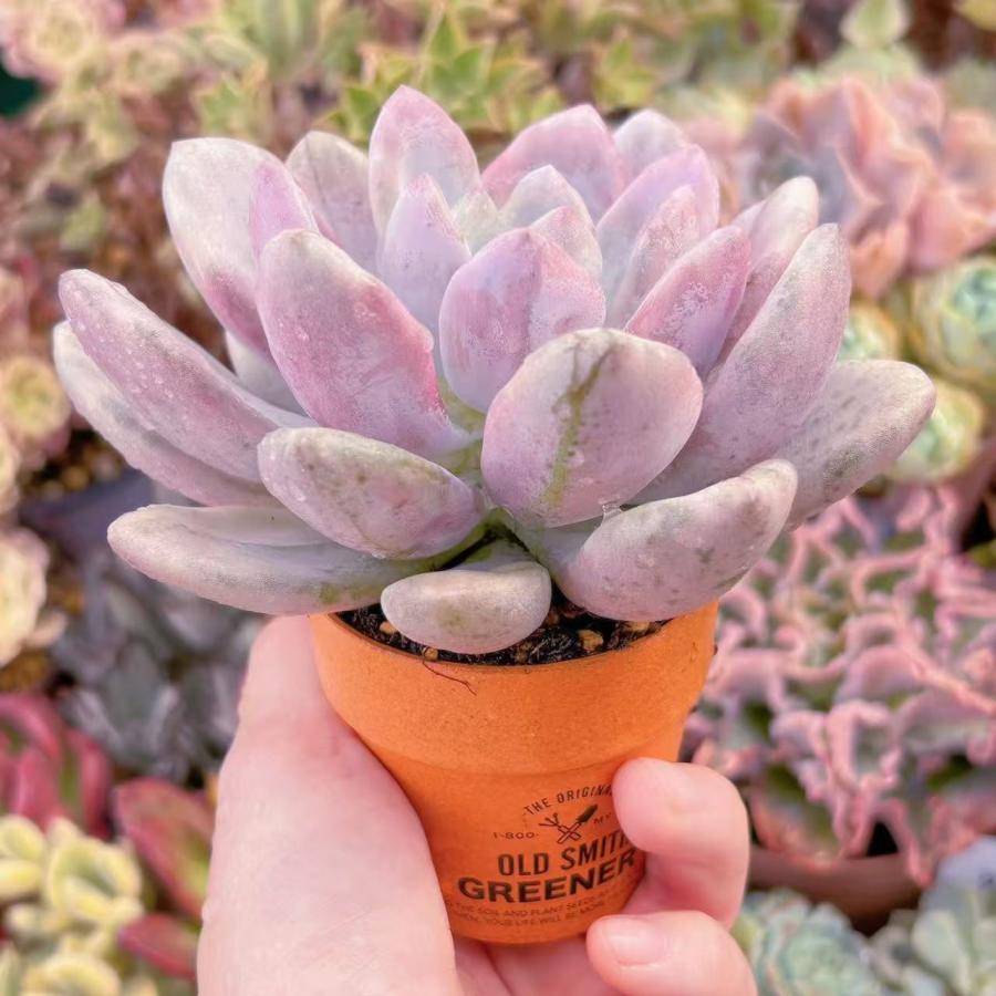 多肉植物 オパリナ錦 新入荷 るる農園 : るる農園 - 通販 - Yahoo