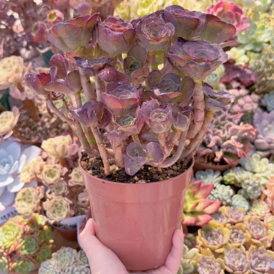多肉植物 魅金ローズ 特大群生 新入荷 るる農園 : るる農園 - 通販