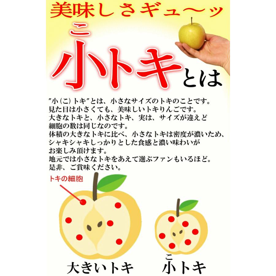 青森 りんご 10kg箱 小トキ 送料無料 サンふじと王林の交配種 家庭用