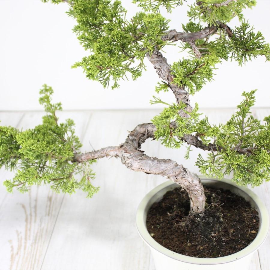 盆栽 真柏 シンパク 松の盆栽 bonsai 1点もの 現品限り : 盆栽